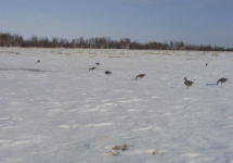 Чучалки на снегу..gif