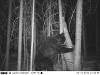 Trail cam 17042015 174.jpg