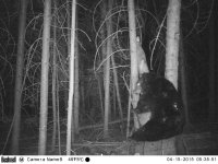 Trail cam 17042015 283.jpg