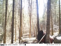 Trail cam 17042015 402.jpg