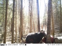 Trail cam 17042015 481.jpg