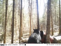 Trail cam 17042015 540.jpg