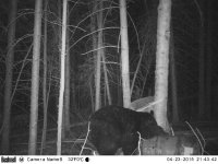 Trail Cam 28042015 769.jpg