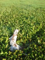 20150725_054557.jpg 20150725_054557.jpg