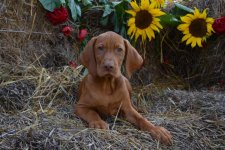 PUP_0302.jpg PUP_0302.jpg