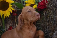 PUP_0426.jpg PUP_0426.jpg