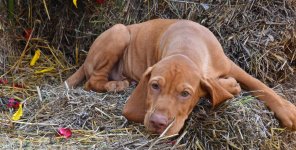 PUP_0456.jpg PUP_0456.jpg