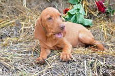 PUP_0145.jpg PUP_0145.jpg