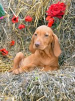 PUP_0122.jpg PUP_0122.jpg