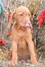 PUP_0127.jpg PUP_0127.jpg