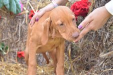 PUP_0139.jpg PUP_0139.jpg