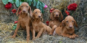 PUP_0247.jpg PUP_0247.jpg