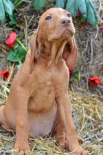 PUP_0184.jpg PUP_0184.jpg