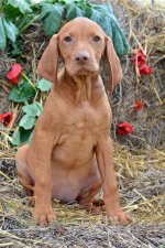 PUP_0189.jpg PUP_0189.jpg