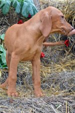 PUP_0199.jpg PUP_0199.jpg
