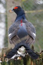 Black_Grouse_Nationalpark_Bayerischer_Wald.jpg