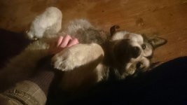 IMG-20160306-WA0002.jpg IMG-20160306-WA0002.jpg