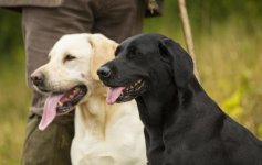 Professional-and-amatuer-gundog-trainers.jpg