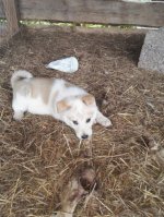 IMG-20160612-WA0011.jpg IMG-20160612-WA0011.jpg