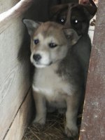 IMG-20160612-WA0013.jpg IMG-20160612-WA0013.jpg