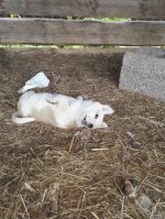 IMG-20160612-WA0006.jpg IMG-20160612-WA0006.jpg
