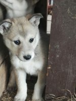 IMG-20160612-WA0008.jpg IMG-20160612-WA0008.jpg