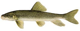 Catostomus_commersoni.jpg