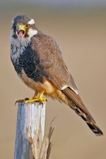 400px-Aplomado_Falcon_portrait.jpg