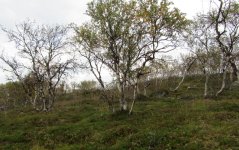 IMG_0551_cr.jpg IMG_0551_cr.jpg