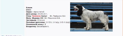 новый-1.jpg новый-1.jpg
