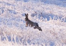 Lepus_europaeus.jpg