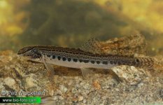 Cobitis-taenia-sekavec-IMG_5640.jpg