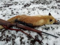 Лис мускатный.jpg Лис мускатный.jpg