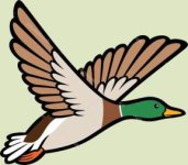 Mallard.jpg