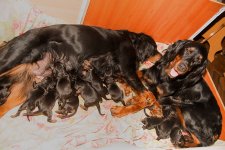 solovev_setter.jpg solovev_setter.jpg