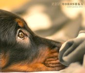 Moros3 - копия.jpg Moros3 - копия.jpg