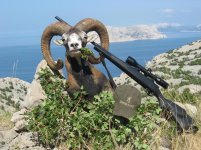 cro mouflon 3.jpg