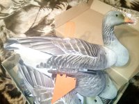 IMG_20170725_120422.jpg