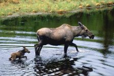 moose-baby_1608.jpg