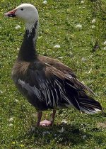 330px-Lesser.snow.goose.blue.arp.600pix.jpg