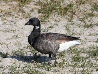 398px-Brent-Goose.jpg