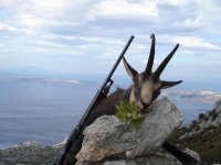 balkan chamois 1.jpg