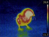 7580871_stock-photo-bird-flu-infrared.jpg