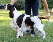 english-springer-spaniel-photo.jpg