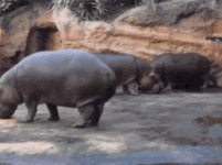 hippo poop.jpg