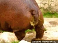 hippo poop2.jpg