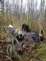 IMG-20190514-WA0006.jpg IMG-20190514-WA0006.jpg