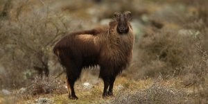 himalayan-tahr.jpg