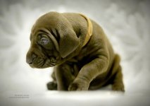 коричн2.jpg коричн2.jpg