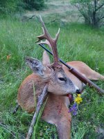 Roe Deer Macedonia 01.jpg